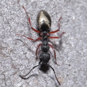 Dolichoderus scabridus at Acton, ACT - 3 Jun 2020 12:04 PM