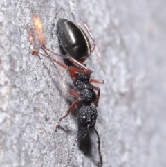 Dolichoderus scabridus at Acton, ACT - 3 Jun 2020