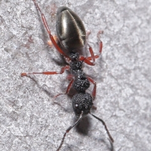 Dolichoderus scabridus at Acton, ACT - 3 Jun 2020 12:04 PM