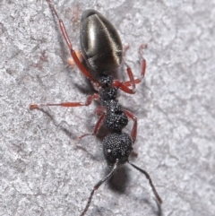 Dolichoderus scabridus at Acton, ACT - 3 Jun 2020