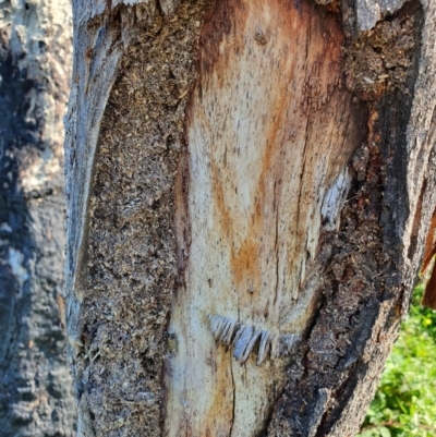 Papyrius nitidus (Shining Coconut Ant) at Molonglo Valley, ACT - 5 May 2020 by RobSpeirs