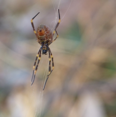 Trichonephila edulis (Golden orb weaver) at Black Range, NSW - 2 Jun 2020 by MatthewHiggins