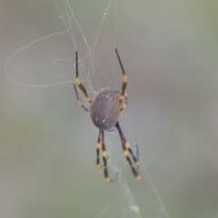 Trichonephila edulis at Black Range, NSW - 3 Jun 2020