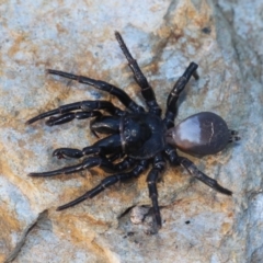 Missulena bradleyi (Bradley's or Eastern mouse spider) at Currowan, NSW - 7 Apr 2019 by UserCqoIFqhZ