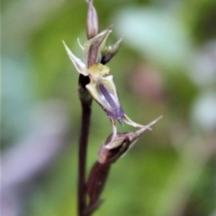 Acianthus exsertus (Large Mosquito Orchid) at Hackett, ACT - 2 Jun 2020 by Sarah2019
