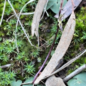 Acianthus exsertus at Hackett, ACT - suppressed