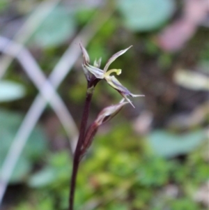 Acianthus exsertus at Hackett, ACT - suppressed