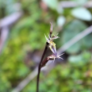 Acianthus exsertus at Hackett, ACT - suppressed