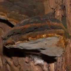 Phellinus sp. (non-resupinate) (A polypore) at GG26 - 2 Jun 2020 by rawshorty