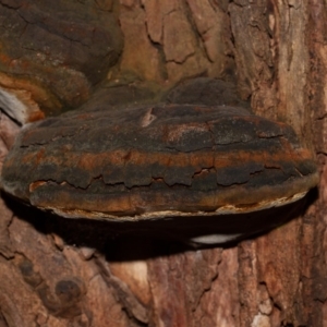 Phellinus sp. (non-resupinate) at Acton, ACT - 3 Jun 2020