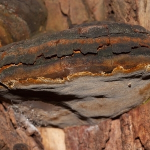 Phellinus sp. (non-resupinate) at Acton, ACT - 3 Jun 2020