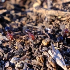 Papyrius nitidus at Dunlop, ACT - suppressed