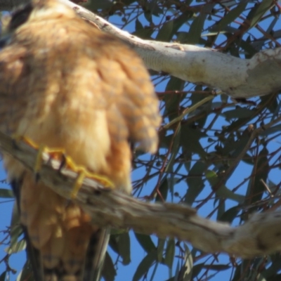 Falco longipennis (Australian Hobby) at Garran, ACT - 3 Jun 2020 by tom.tomward@gmail.com