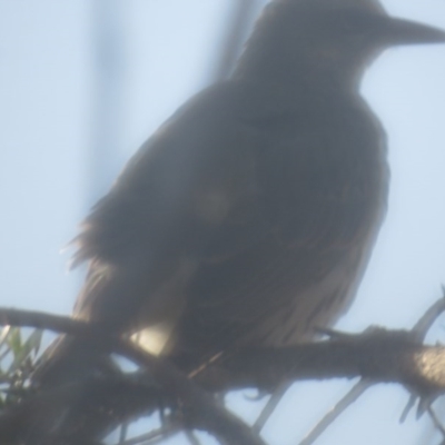 Oriolus sagittatus (Olive-backed Oriole) at Curtin, ACT - 3 Jun 2020 by BenW