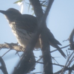 Oriolus sagittatus at Curtin, ACT - 3 Jun 2020