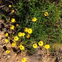 Xerochrysum viscosum (Sticky Everlasting) at Dunlop, ACT - 3 Jun 2020 by Kurt