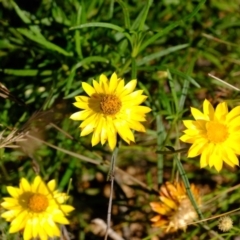 Xerochrysum viscosum at Dunlop, ACT - 3 Jun 2020 06:48 AM