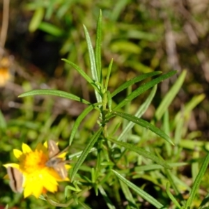 Xerochrysum viscosum at Dunlop, ACT - 3 Jun 2020 06:48 AM