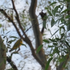 Pachycephala pectoralis (Golden Whistler) at Curtin, ACT - 28 Mar 2020 by BenW