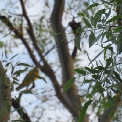 Pachycephala pectoralis (Golden Whistler) at Curtin, ACT - 28 Mar 2020 by BenW