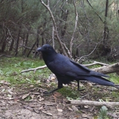 Corvus coronoides (Australian Raven) at Tuggeranong DC, ACT - 2 Jun 2020 by ChrisHolder