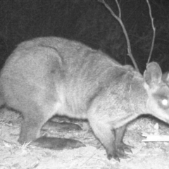 Wallabia bicolor (Swamp Wallaby) at Wanniassa Hill - 31 May 2020 by ChrisHolder