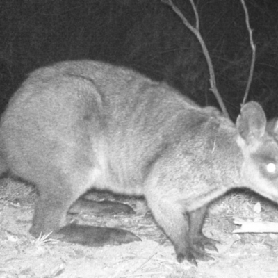 Wallabia bicolor (Swamp Wallaby) at Tuggeranong DC, ACT - 31 May 2020 by ChrisHolder