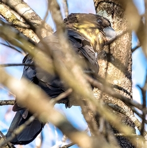 Calyptorhynchus lathami lathami at Bundanoon - 2 Jun 2020