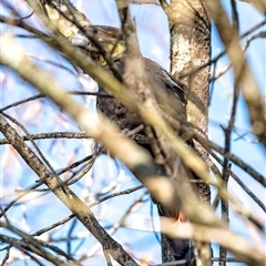 Calyptorhynchus lathami lathami at Bundanoon - 2 Jun 2020