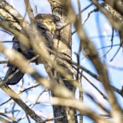 Calyptorhynchus lathami at Bundanoon - 2 Jun 2020