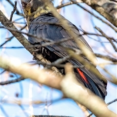 Calyptorhynchus lathami lathami at Bundanoon - suppressed