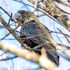 Calyptorhynchus lathami lathami at Bundanoon - 2 Jun 2020