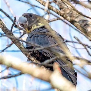 Calyptorhynchus lathami lathami at Bundanoon - suppressed