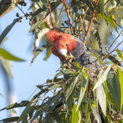 Callocephalon fimbriatum (Gang-gang Cockatoo) at Wingecarribee Local Government Area - 1 Jun 2020 by Aussiegall
