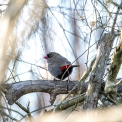 Stagonopleura bella (Beautiful Firetail) at Bundanoon, NSW - 2 Jun 2020 by Aussiegall