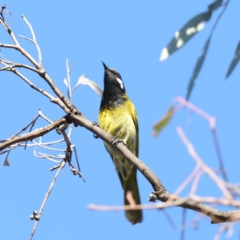 Nesoptilotis leucotis (White-eared Honeyeater) at Mount Ainslie - 2 Jun 2020 by jb2602