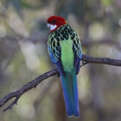 Platycercus eximius (Eastern Rosella) at Ainslie, ACT - 3 Jun 2020 by jb2602