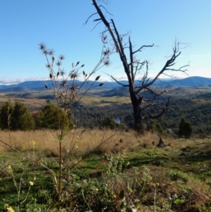 Bidens subalternans at Dunlop, ACT - 2 Jun 2020