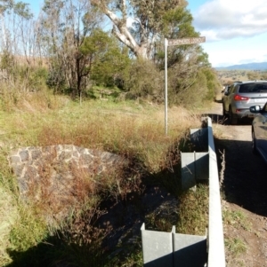 Bidens subalternans at Dunlop, ACT - 2 Jun 2020