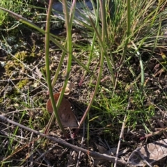 Thelymitra (Genus) (Sun Orchid) at Throsby, ACT - 3 Jun 2020 by JasonC