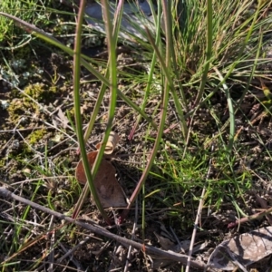 Thelymitra sp. at Throsby, ACT - suppressed