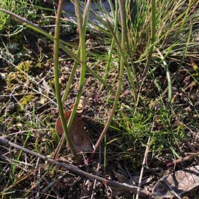 Thelymitra sp. (A Sun Orchid) at Throsby, ACT - 2 Jun 2020 by JasonC