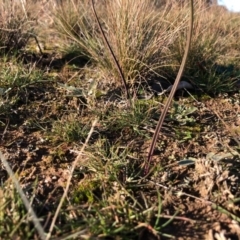 Thelymitra sp. at Throsby, ACT - suppressed