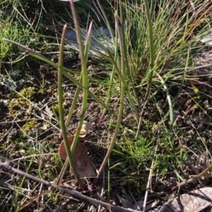 Thelymitra sp. at Throsby, ACT - suppressed