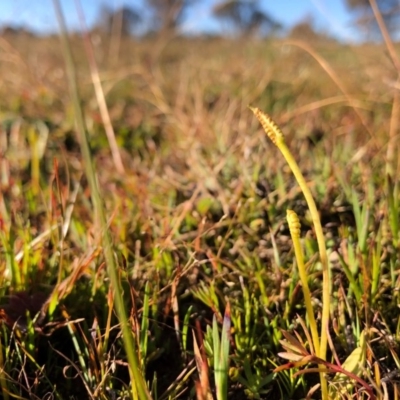 Ophioglossum lusitanicum (Adder's Tongue) at Throsby, ACT - 2 Jun 2020 by JasonC