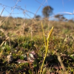 Ophioglossum lusitanicum (Adder's Tongue) at Throsby, ACT - 2 Jun 2020 by JasonC