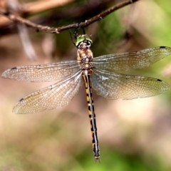 Hemicordulia australiae (Australian Emerald) at Bournda, NSW - 7 Apr 2020 by RossMannell