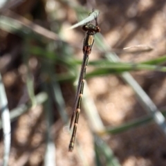 Austrolestes sp. (genus) (Ringtail damselfy) at Bournda Environment Education Centre - 7 Apr 2020 by RossMannell