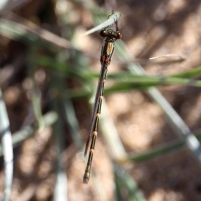 Austrolestes sp. (genus) (Ringtail damselfy) at Bournda Environment Education Centre - 7 Apr 2020 by RossMannell