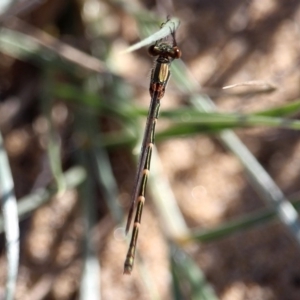 Austrolestes sp. (genus) at Bournda, NSW - 7 Apr 2020